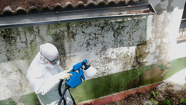 Trusted Mold Inspection service in West Point, KY - Cheap Mold Removal